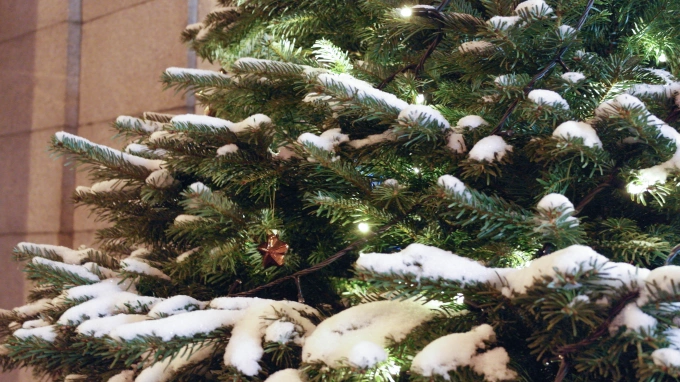 В Ленобласти разрешили бесплатно рубить ёлки к Новому году