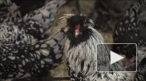Куриный коллекционариум. Петербургские ученые сохраняют генофонд отечественных сельскохозяйственных птиц