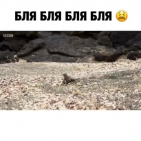 Бля, бля, бля! Беги, ящерка, беги!!!