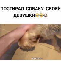 Стиранул собаку своей девушки