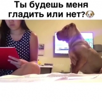А ну, гладь меня! Гладь!