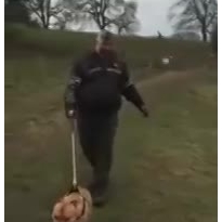 Веселый питбуль ведет хозяина на прогулку