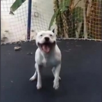 Пёс умеет быть счастливым :)