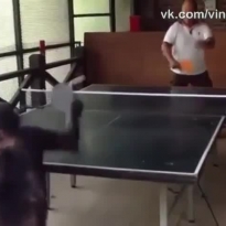 Всегда найдется азиат, который даже обезьяну научит играть в настольный теннис
