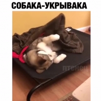 Собака укрывака
