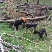 Неловкий момент на охоте