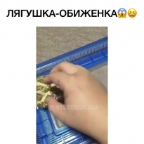 Даже лягушка может обидеться