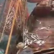Захотел рыбки откушать