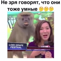 Умные обезьяны