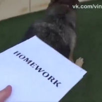 Когда задали домашку