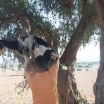 Как козы научились на деревьях сидеть)))