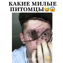 Домашнее питомцы