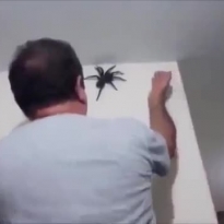 Как убрать паука