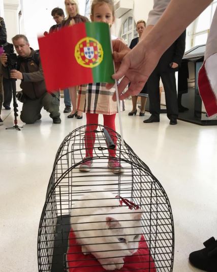 Глухой кот Ахилл вернется к должности оракула на Чемпионате мира 2018