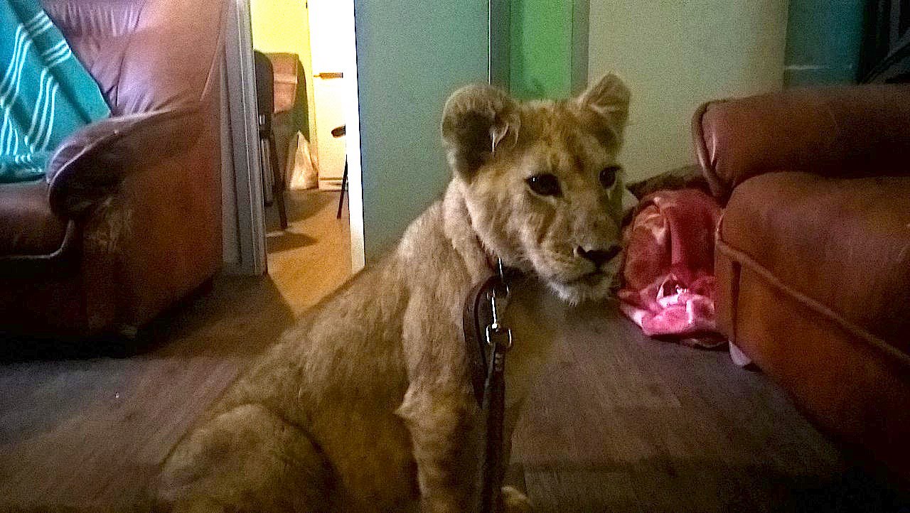 Активисты из Петербурга выкупили львенка у бездушного хозяина