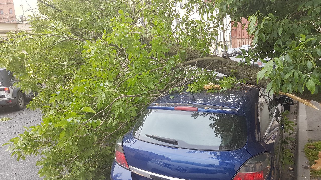 Дерево упало на машину и перегородило проезд на Степана Разина