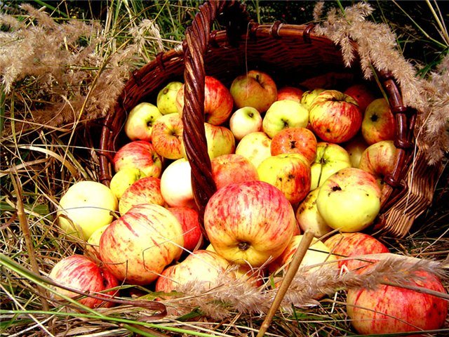 яблочный спас в 2014 году