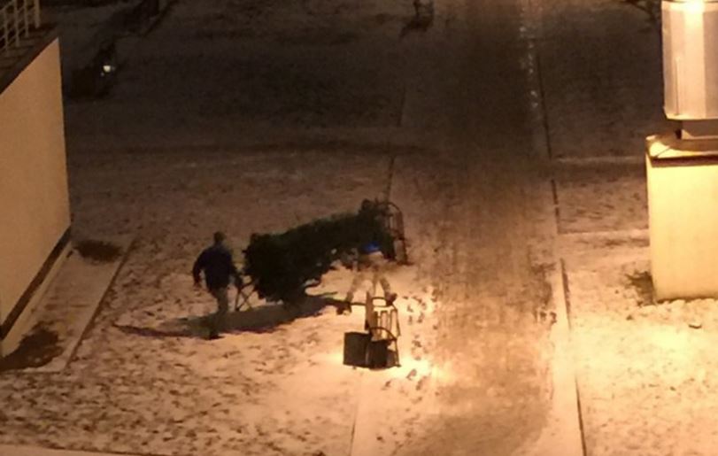 Новогодняя кража: неизвестные утащили дворовую елку в Шушарах