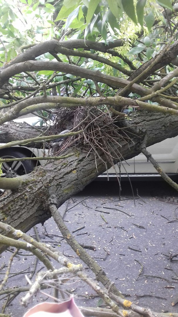 На Таврической упавшее дерево придавило три иномарки и перекрыло улицу