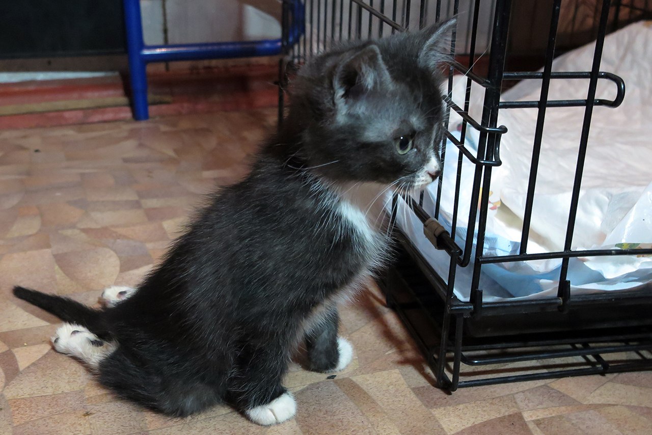 Жестоко замученного детьми в Липецке котенка забрала домой активистка