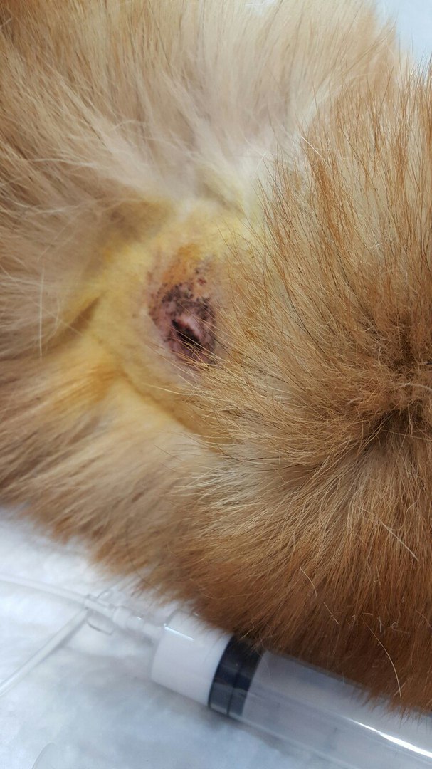 В Ленобласти спасли истекающего кровью пса, жестоко раненого живодерами