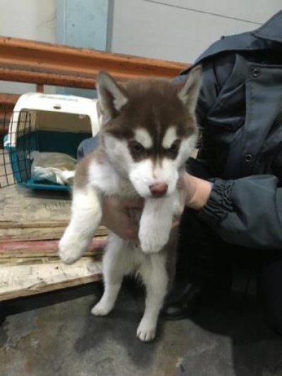 Милейший щенок хаски без прививок не смог очаровать сотрудников "Пулково"