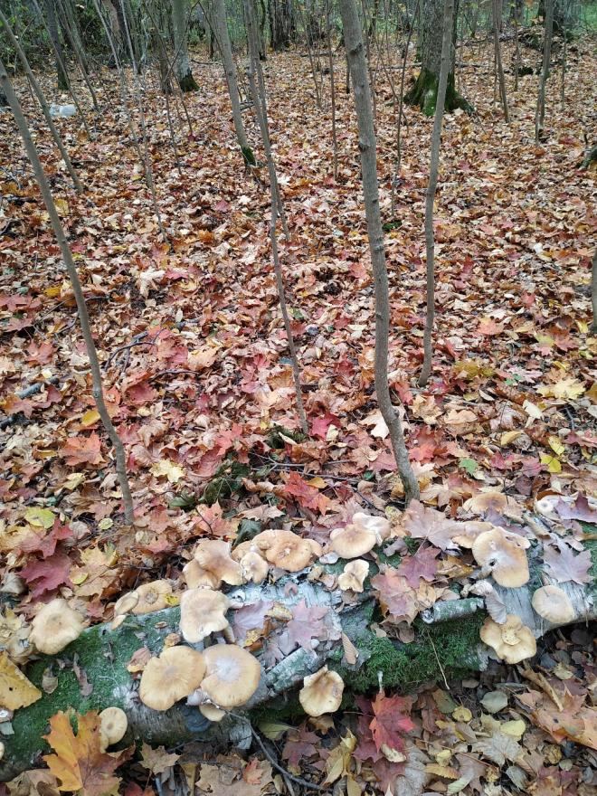 Какие грибы растут на опавших листьях