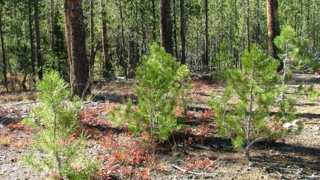На восстановление лесов в Ленобласти в этом году потратят 35 млн рублей