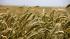 На майских праздниках выросли закупочные цены на российскую пшеницу