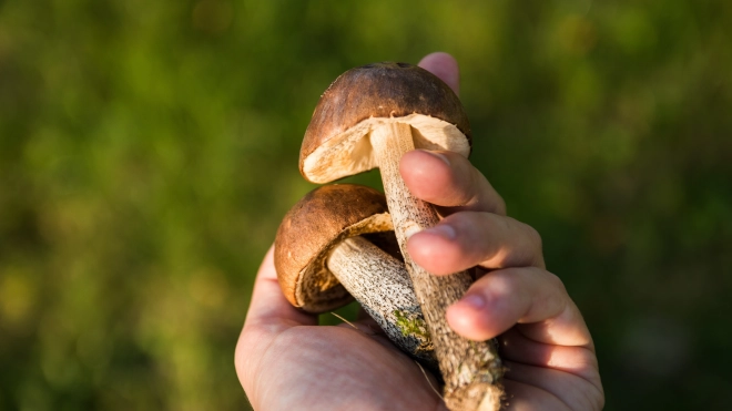 Петербуржцам напомнили, как правильно собирать и готовить грибы