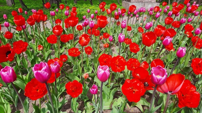 На Елагином острове сегодня стартует фестиваль тюльпанов
