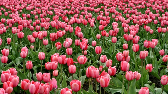 В Ленобласти к 8 марта вырастили 1,3 млн тюльпанов и 2,5 млн роз