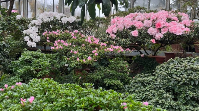 В Ботаническом саду 17 февраля пройдет фестиваль "Оттепель чувств"