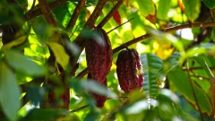 Биржевые цены на какао вышли на исторический максимум