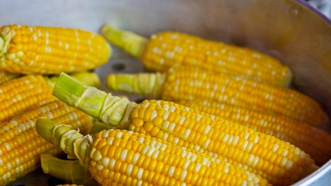 В Ленобласть привезли почти 100 тонн зерна кукурузы для попкорна
