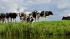 Ленобласть стала лидером по продуктивности молочного скотоводства в России