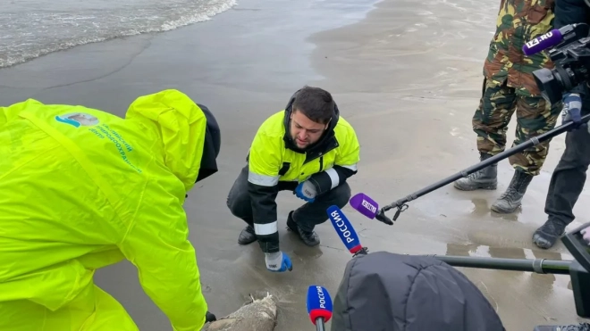 На побережье Каспийского моря в Дагестане выбросило более чем 1,7 тысячи туш мертвых тюленей