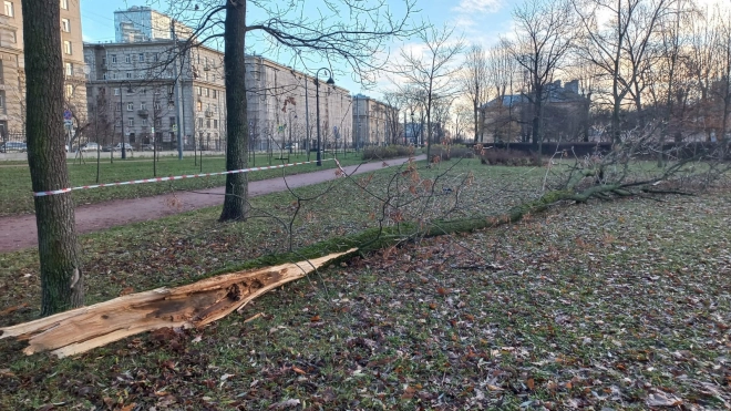 За выходные в Петербурге рухнули более 60 деревьев