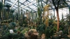 Ботанический сад Петербурга закрывает оранжереи из-за ...