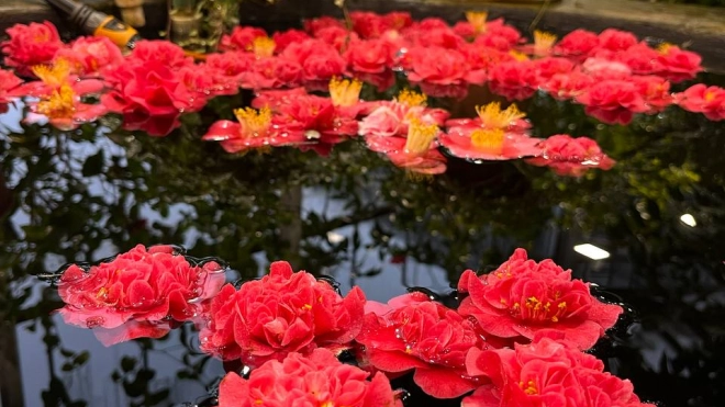 В Ботаническом саду Петра Великого можно увидеть орхидеи до 15 января
