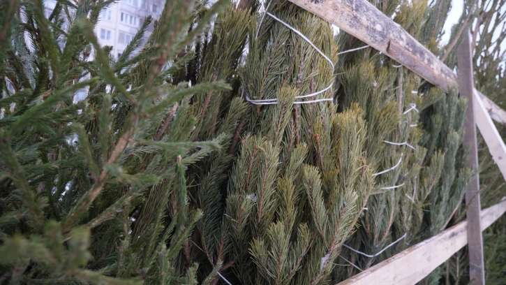 В Красносельском районе акция по сбору и переработке елок продлится до 30 января 