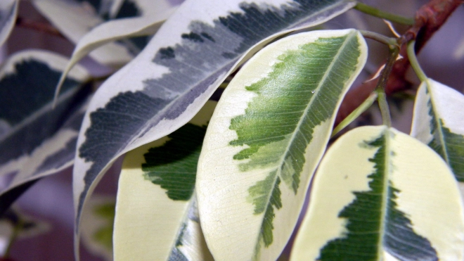 Десятимесячная петербурженка отравилась листьями комнатного растения