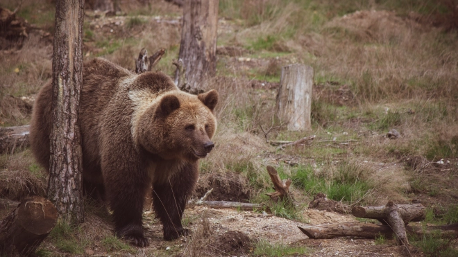 Жители Конново Ленобласти пожаловались на нашествие медведей