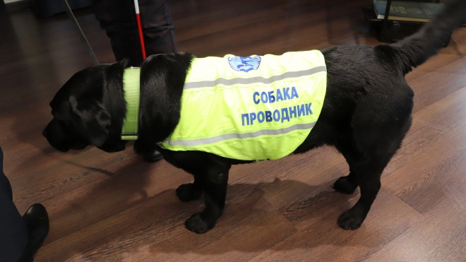 В Калининском районе построят площадку для собак-поводырей со светофорами и препятствиями