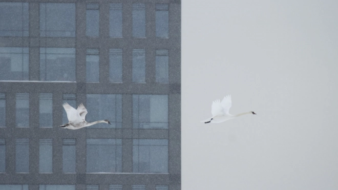 Фото: стая белых лебедей пролетела над заснеженным Петербургом