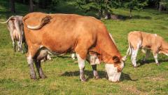 Минсельхоз фиксирует рост реализации молока предприятиями АПК