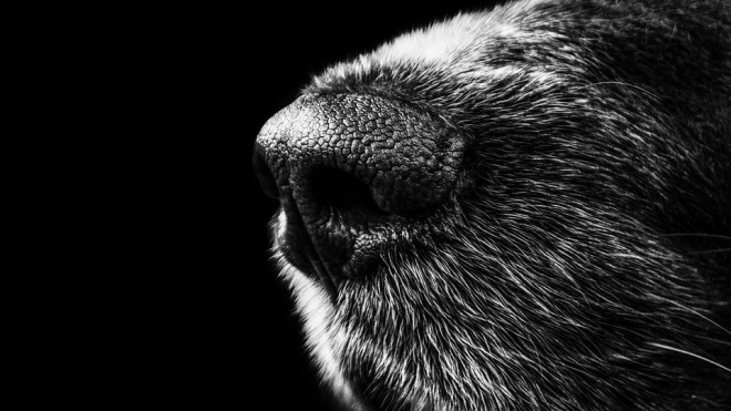 В Якутске хозяева агрессивной собаки отбили ее у ловцов