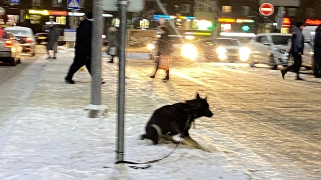 Около ТЦ на Коломяжском проспекте хозяева оставили собаку на островке безопасности
