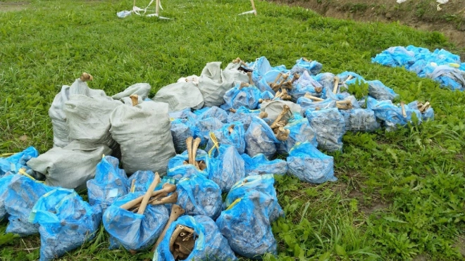 В Ломоносовском районе обнаружили останки 415 человек