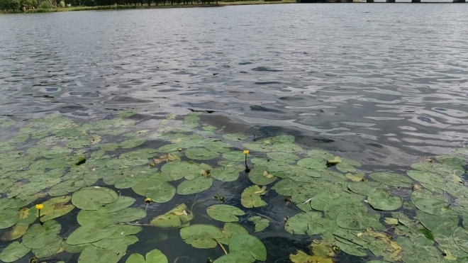В Ленобласти опасно низкий уровень воды зафиксировали в Неве